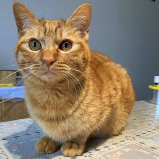 【3/10芝浦】甘えん坊ふんわり茶トラ男子マキ