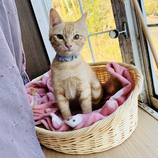 ①むぎ　茶トラ　オス　甘えん坊　ゴロゴロ