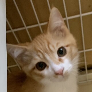 ②こめ　茶白　オス　控えめ　穏やか