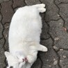こいせ