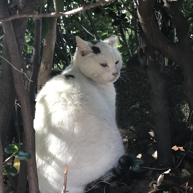 こいせのカバー写真