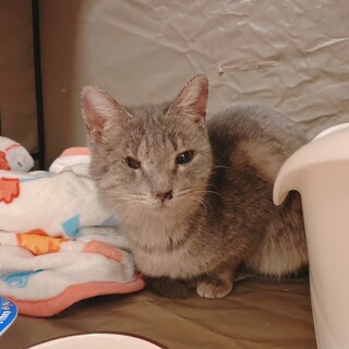 グレーの猫さんを保護しました、猫風邪治療中です