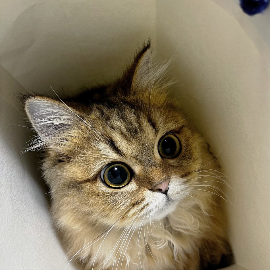 えかちぇりーなのカバー写真