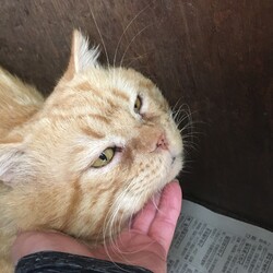 半年間狭いゲージ生活卒業