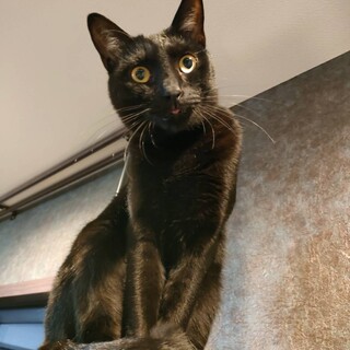 黒猫ポッキー女の子