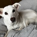 優しいわんちゃんです