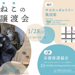 京都　ねこの譲渡会