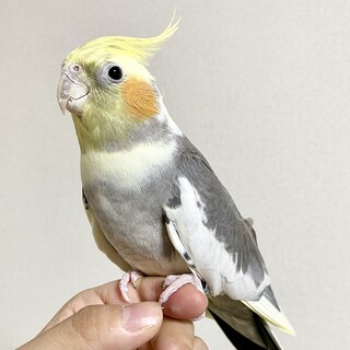 【ご家族が見つかりました。ありがとうございました】