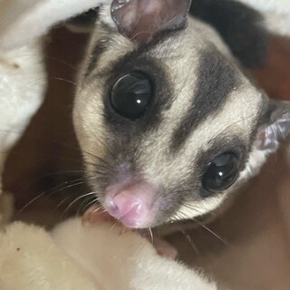 フクロモモンガのルイくんです！