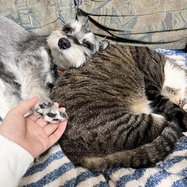 いあしのカバー写真