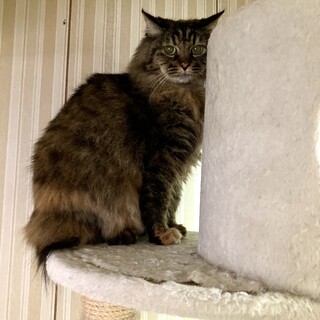 とてもおとなしい長毛で美人顔の女の子