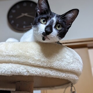 おっとり美人♡口元のもようがキュートです♡♡