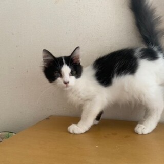 人懐こい半長毛？白黒 満月ちゃん