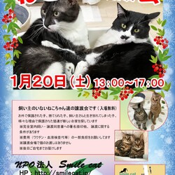 ★１月２０日（土）「ねこの譲渡会」NPO法人Smile cat（室内）