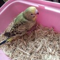 セキセイインコ　性別不明　生後1ヶ月