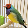 【ご家族が見つかりました。ありがとうございました】 サムネイル2