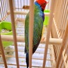 【ご家族が見つかりました。ありがとうございました】 サムネイル3