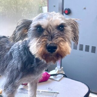 23-W420 そっと寄り添う愛らしい子です！！