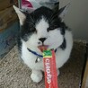 撫で撫で大好き！大人しい白黒 サムネイル3