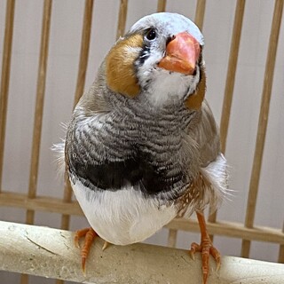 【ご家族が見つかりました。ありがとうございました】