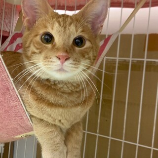 珍しい茶トラ女の子