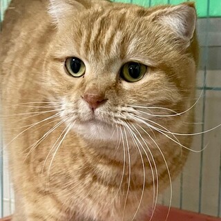 C23-W1226　スコ甘えん坊ちゃん♪