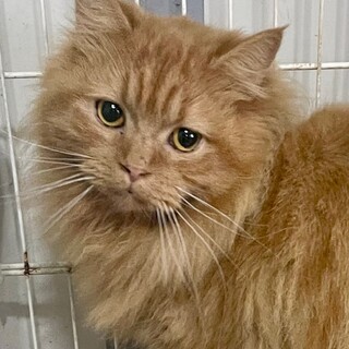 C23-W1227　長毛デカニャンのスコ！！