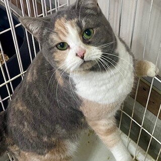 C23-W1228　綺麗なパステルカラー♪