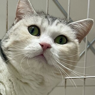 C23-W1207　綺麗なエメラルドグリーンの瞳♪