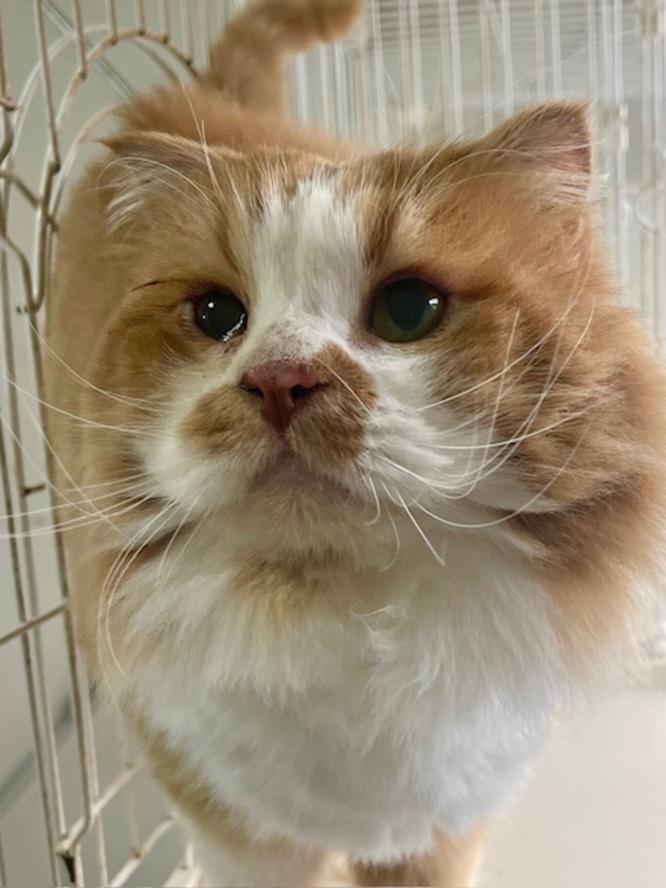 C23-M1221 デカ」滋賀県 - 猫の里親募集(481043) 1枚目の画像