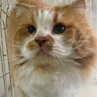 C23-M1221　デカニャン性格◎です♪