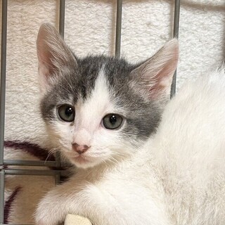 【1/14東日本橋】元気なハンサムボーイ♡ハルク