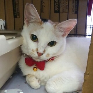 1/27,28墨田区譲渡会　ポテポテ白三毛