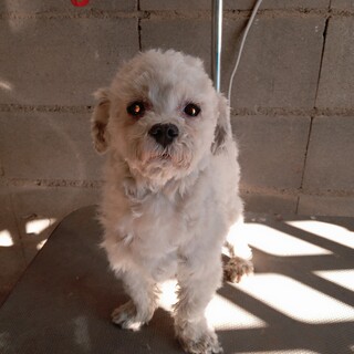 マルチーズ　小柄な男の子　2歳