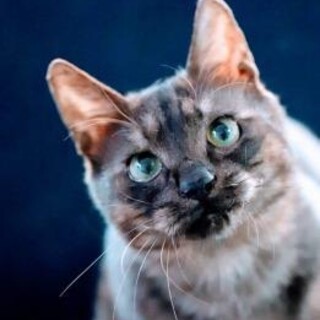 サンタ♡しあわせにゃんこになりました