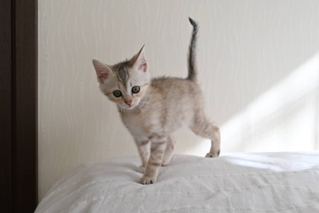 人間大好き！遊び大好き☆ノエルちゃん サムネイル2