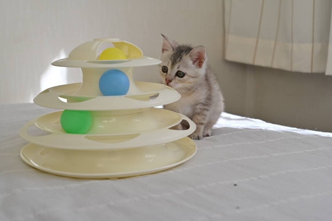 人間大好き！遊び大好き☆ノエルちゃん サムネイル7