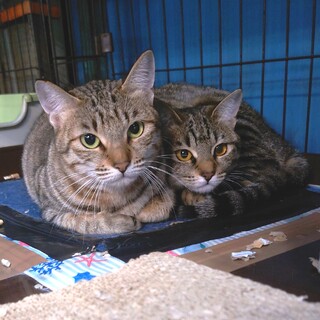 どうか親子一緒の願いが叶うでしょうか。。。