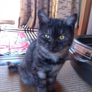 小柄な女の子ぐれ子ちゃん