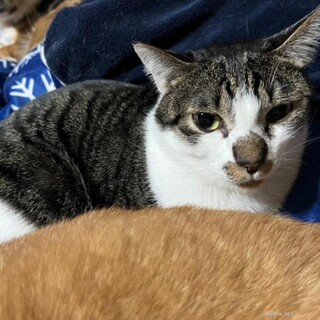 人なれ抜群　雲くん