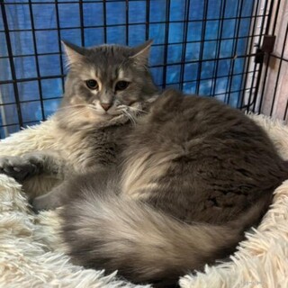 ツンデレ系イケメン長毛男子　ぐれくん