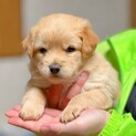 ②よちよち歩きの可愛い赤ちゃんわんこ♪男の子