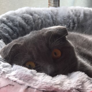 ぬいぐるみのように可愛いグレーの女の子