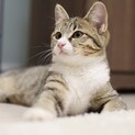 《レレ》丸顔がキュートなキジシロガール