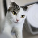 《コマ》ベタベタの猫ライフを送るならこの子✨