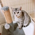 珍しいサバトラ柄❤️シルバーちゃん