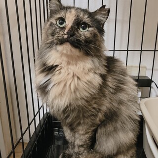 長毛サビネコ月乃ちゃん