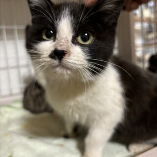 ありがとうございました★もふもふアイゾメ君