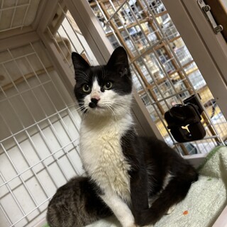 ありがとうございました★もふもふ　トノミ君