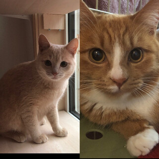 雄猫イケメン兄弟です